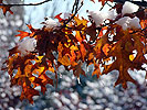 Snowy oak leaves